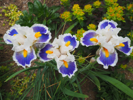 Iris ´So Noted´